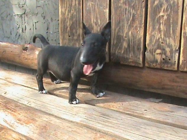 Για σκύλους: Bull terrier ΜΠΟΥΛ ΤΕΡΙΕ σε lalafo.gr Bull terrier ΜΠΟΥΛ ΤΕΡΙΕ σε Αθήνα