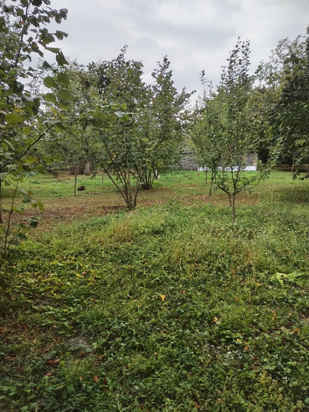 31 sot, Tikinti, Kupça (Çıxarış)