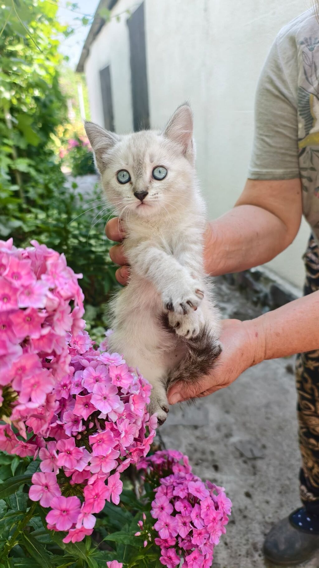 Продаю котят мать и отец шотландцы: фото 2