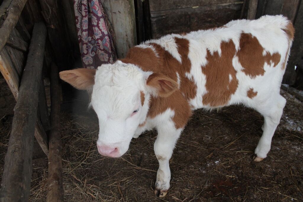 Черно пестрые бычки. Колибактериоз молодняка крс. Теленок 1. Телята до 3 месяцев. Холмогоры телята бычки.