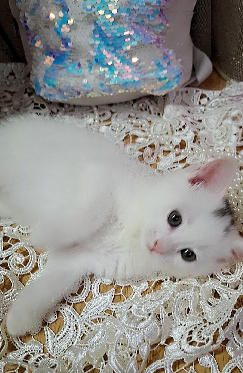 Ağ rəngli balaca pişik – ev üçün mehriban və oyunbaz dost - Növ: ev