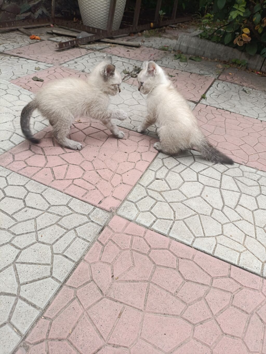 Скотиш Страйт (Шотландская прямоухая), 2 месяца, Мальчик, Белый — фото 3