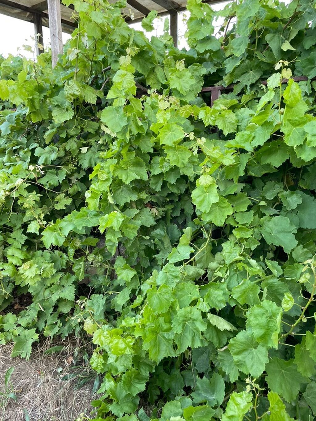 Fatmayı 1 otaqlı, 42 kv. m, Kredit yoxdur, Orta təmir