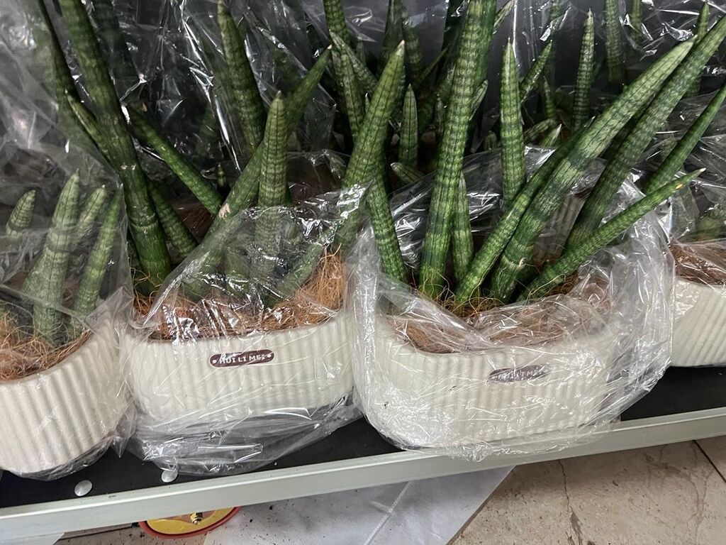 Комнатные композиции из суккулентов и кактусов в декоративных кашпо -: фото 5