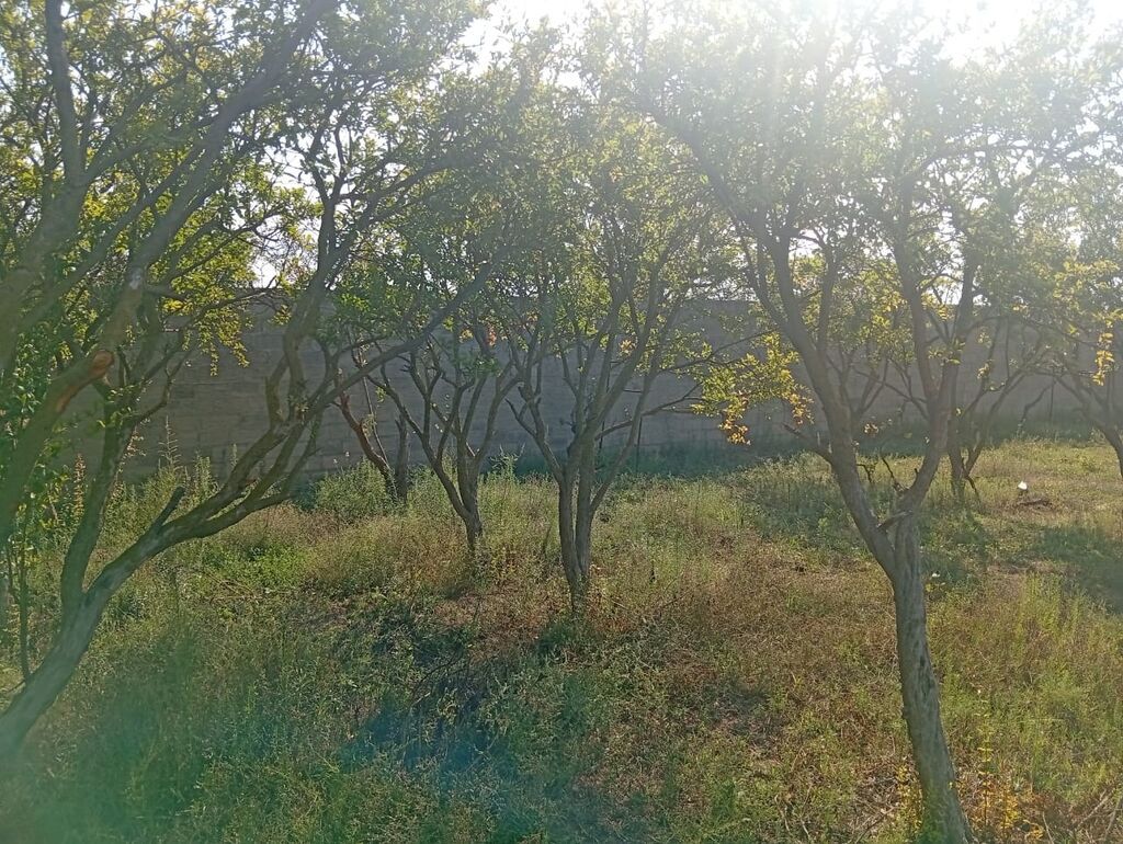 21 sot, Tikinti, Kupça (Çıxarış)
