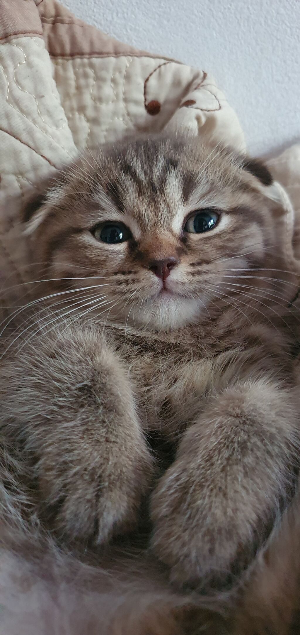 Скотиш Фолд (Шотландская вислоухая), 2 месяца, Девочка, Золотая шиншилла, Метис, Приучена к лотку, Проглистована: фото 1