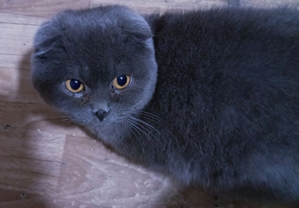 Шотландская вислоухая, скоттиш-фолд, кошка, нужен кот для вязки: фото 1