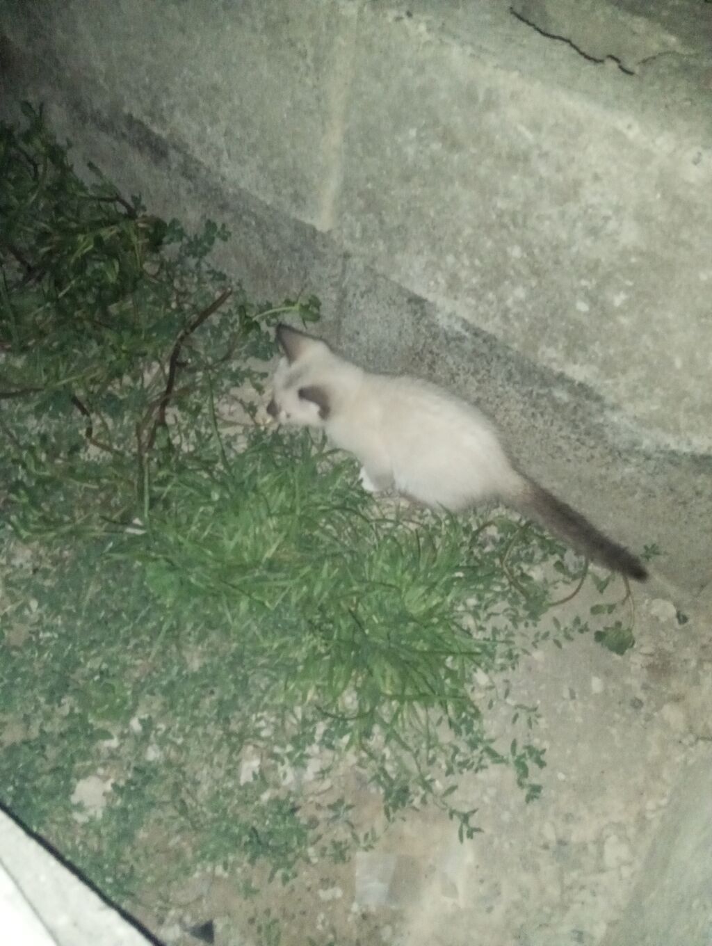 Котята от домашней кошки - Помёт из трёх котят: тигровый табби: фото 7