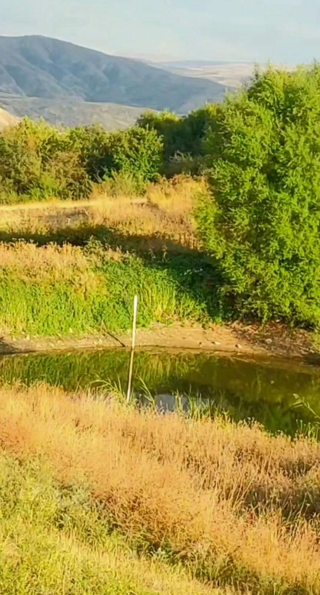 1100 sot, Tikinti, Maklerlər narahat etməsin, Kupça (Çıxarış)