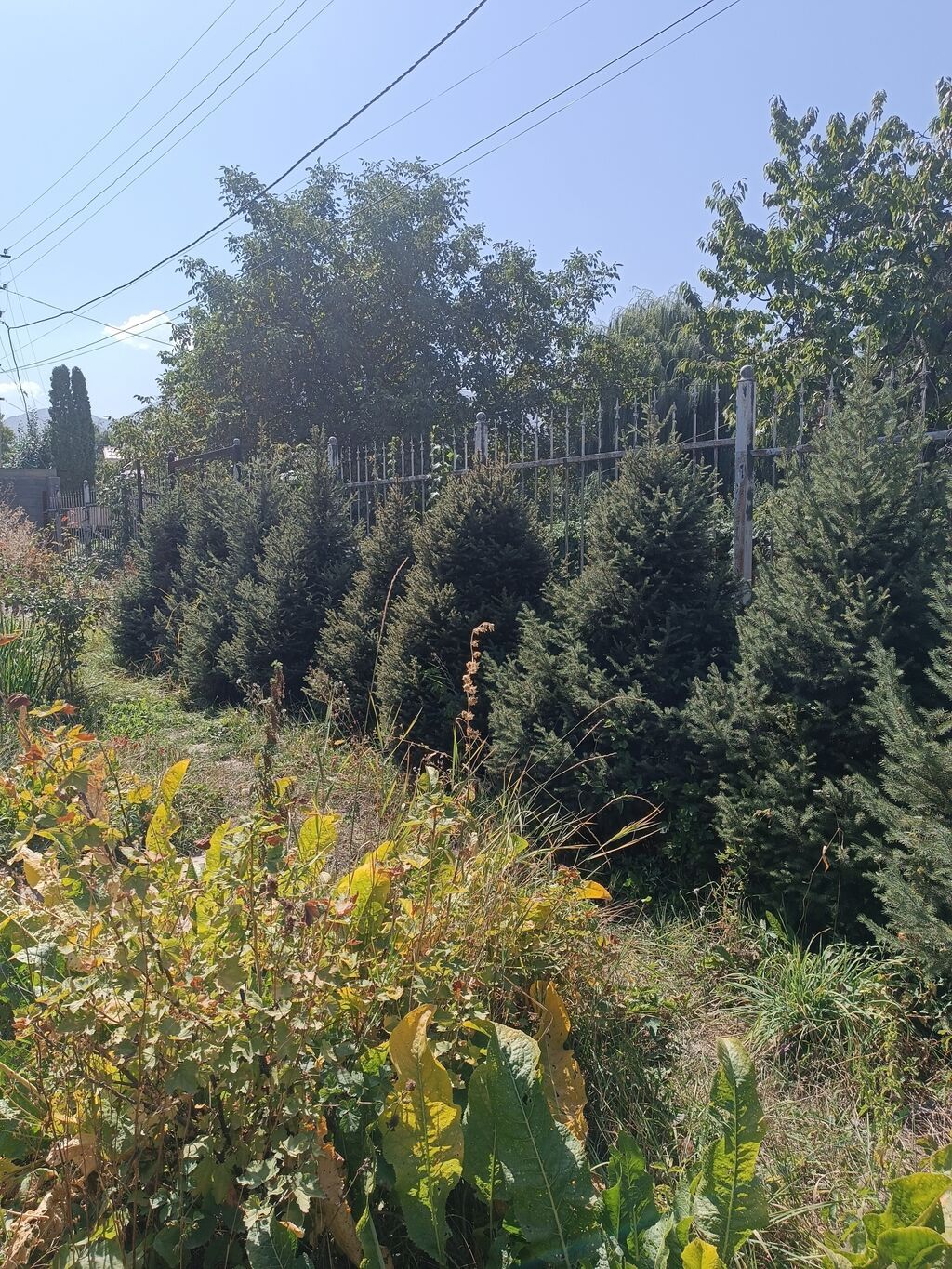 Продается участок 8 соток с домом и подвалом, 15 мин от Бишкека: фото 6