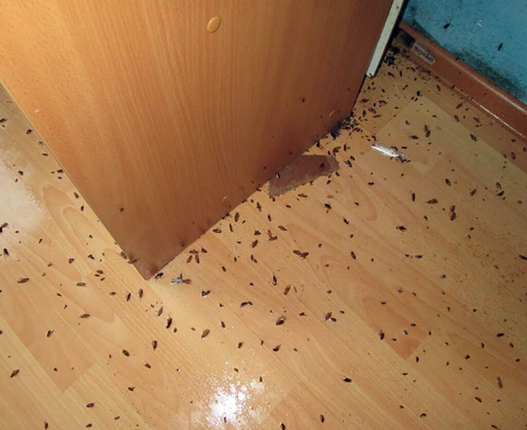 Обработка от тараканов в квартире спб
