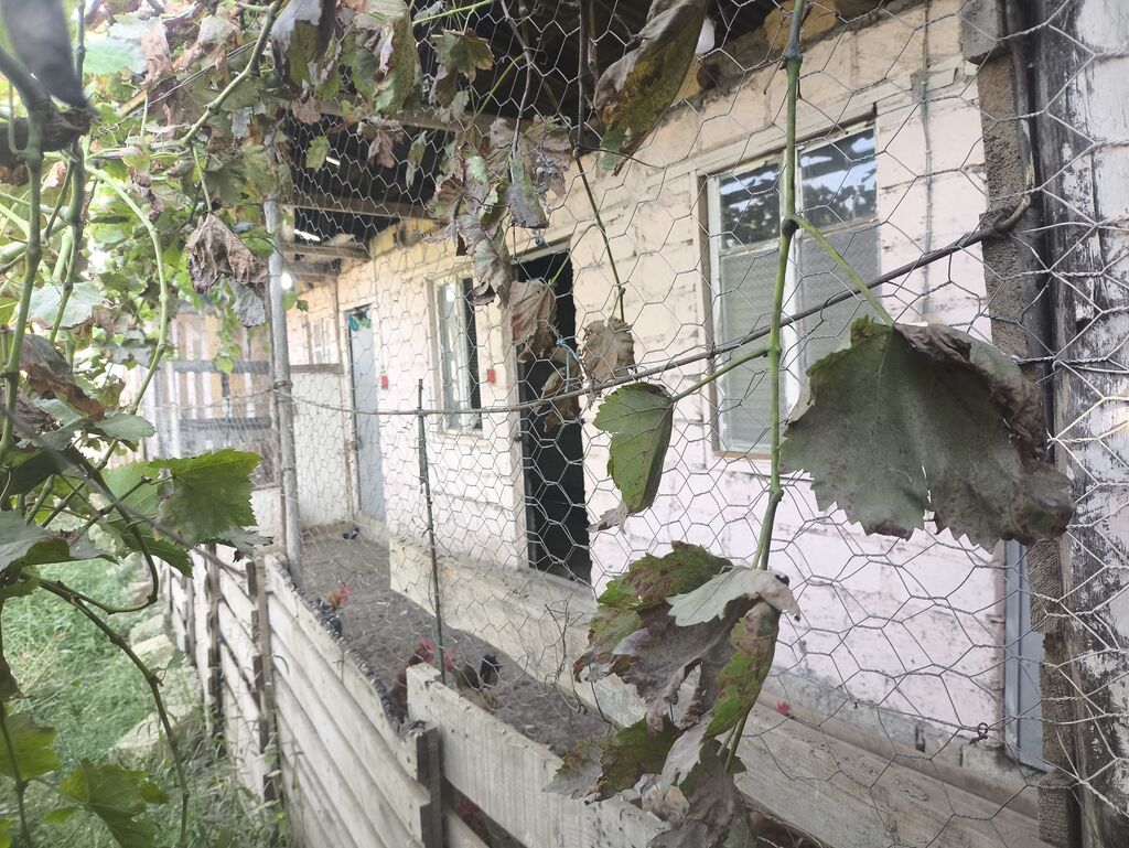8 sot, Tikinti, Kupça (Çıxarış)