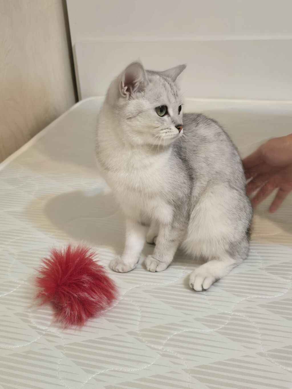 Котенок британский шиншилла (окрас серебристый). 7 мес девочка . - — фото 3
