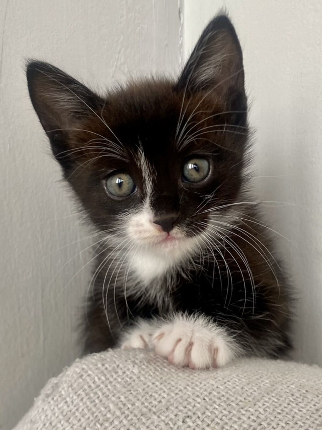 Котята Сноу-Шу, черно белые 1 месяц день рождения 13 июня кушают: фото 4