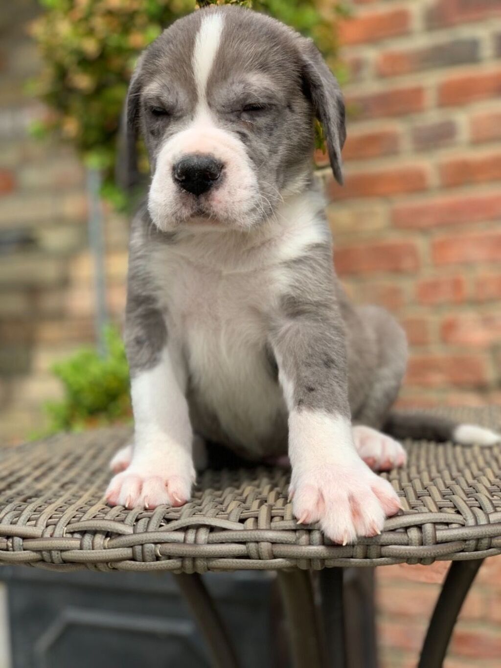 Alapaha Blue Blood Merle American Bulldog Koytabia Eimaste 240 Eur Aspropyrgos Oglas Postavljen 17 Mart 2021