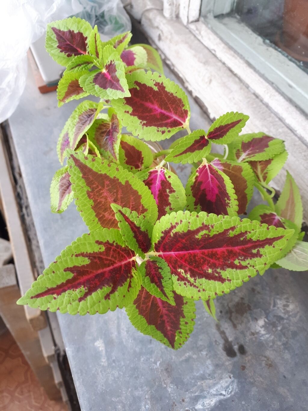 Колеус блюма (coleus blumei) росток: 150 KGS Другие комнатные растения ...