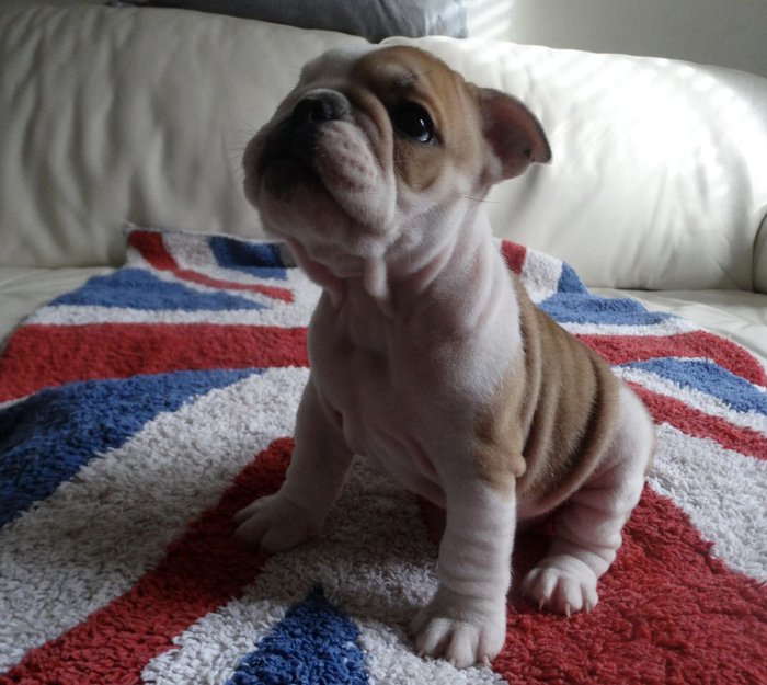 12 Weeks old English Bulldog Puppy for sale Hello, I need