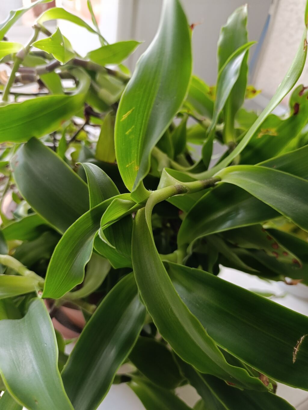 Комнатное растение — золотой ус -драцена (Dracaena: фото 3