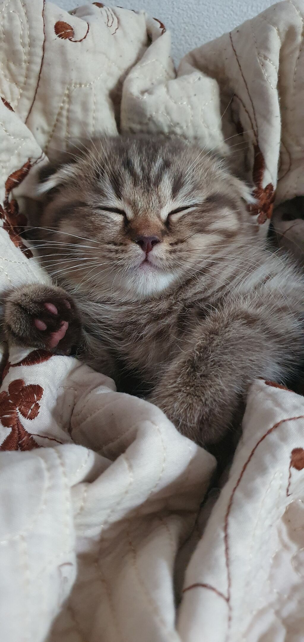 Скотиш Фолд (Шотландская вислоухая), 2 месяца, Девочка, Золотая шиншилла, Метис, Приучена к лотку, Проглистована: фото 4