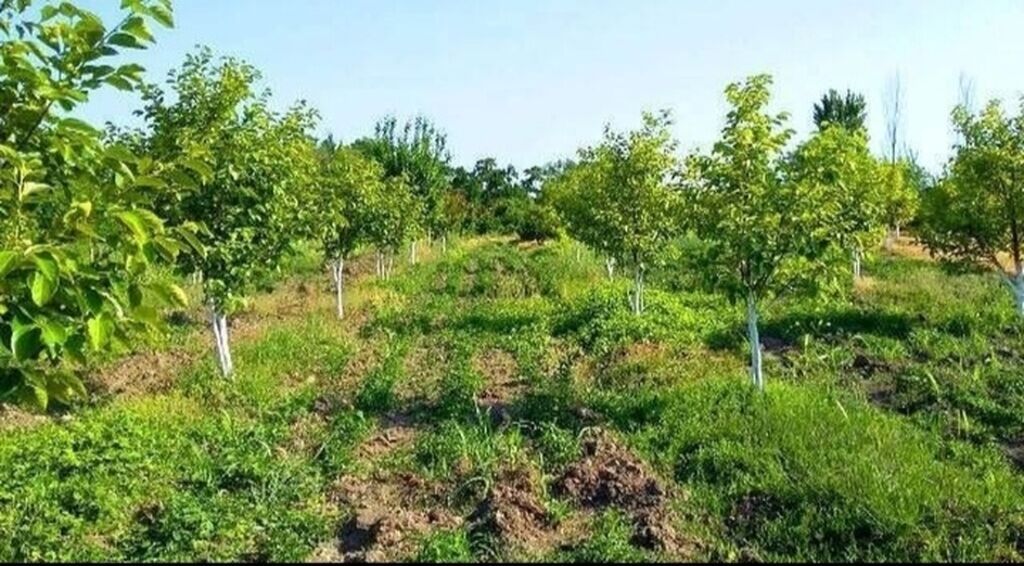 180 sot, Kənd təsərrüfatı, Kupça (Çıxarış)