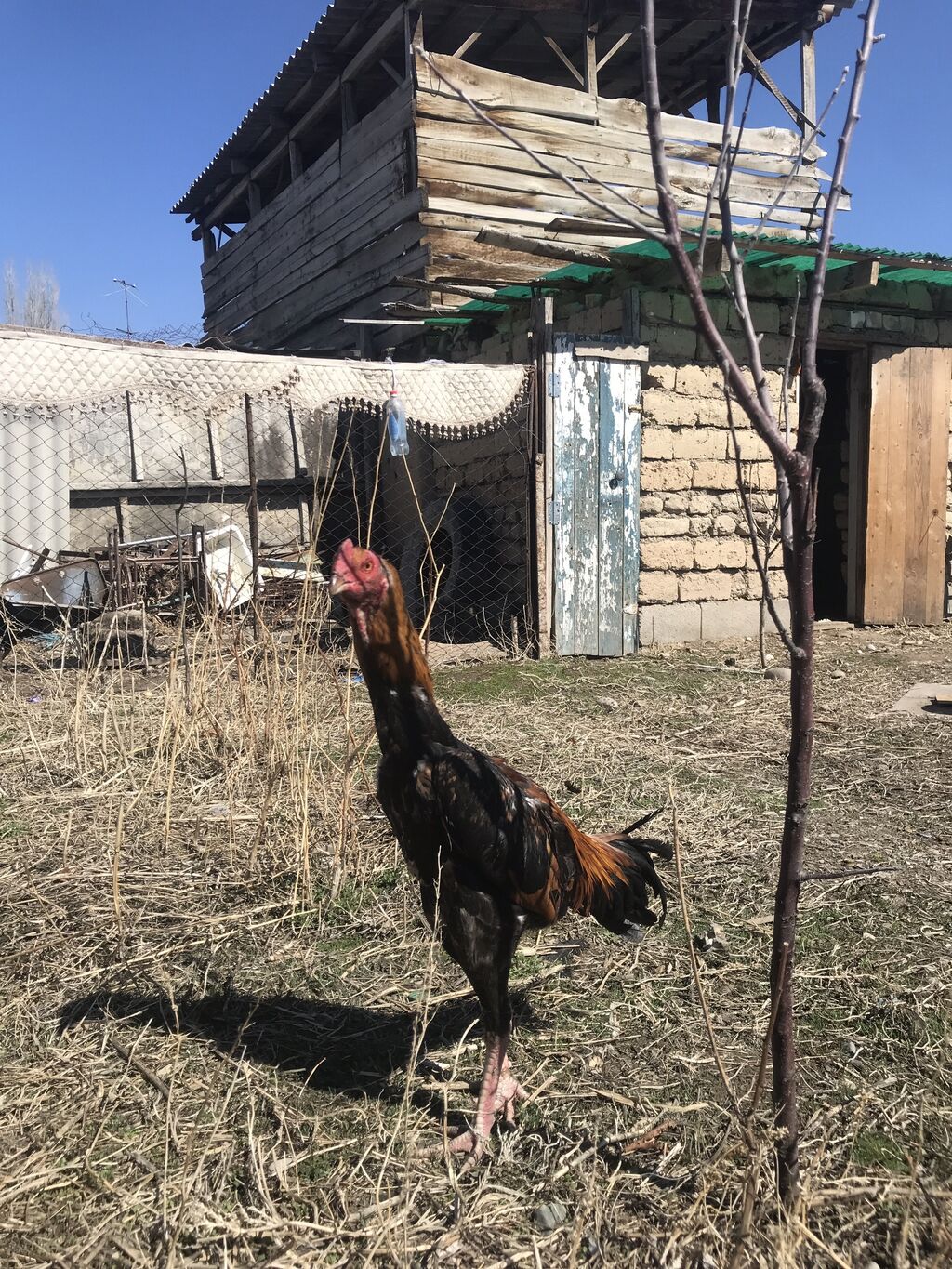 Продаю | Петух | Дакан | 1500 KGS | Куры, петухи Талас ᐈ lalafo.kg | 12 ...