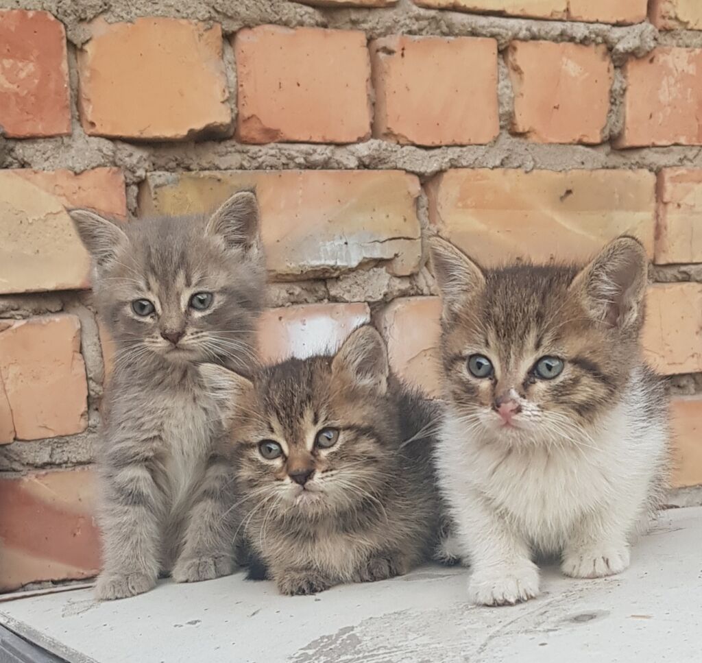 Отдам в добрые руки!: фото 2