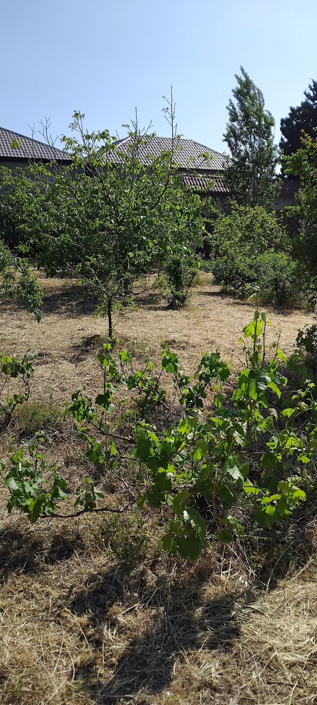 3 sot, Tikinti, Mülkiyyətçi, Kupça (Çıxarış)