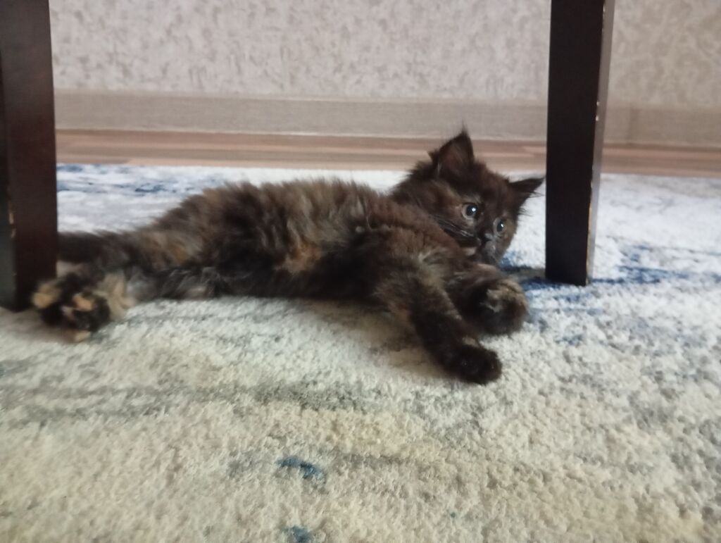 Котёнок-девочка, окраса «черепаха» (тёмный мрамор с рыжими — фото 3