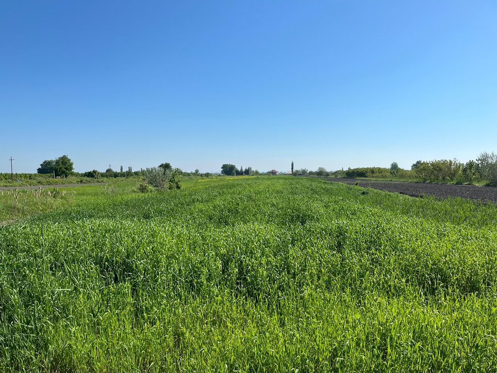 240 sot, Kənd təsərrüfatı, Kupça (Çıxarış)
