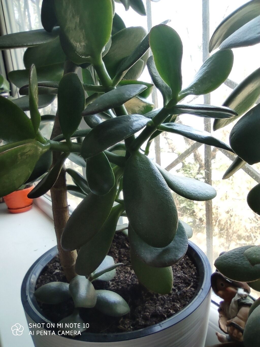 Толстянка (Crassula ovata, «денежное дерево») в декоративных горшках: фото 8