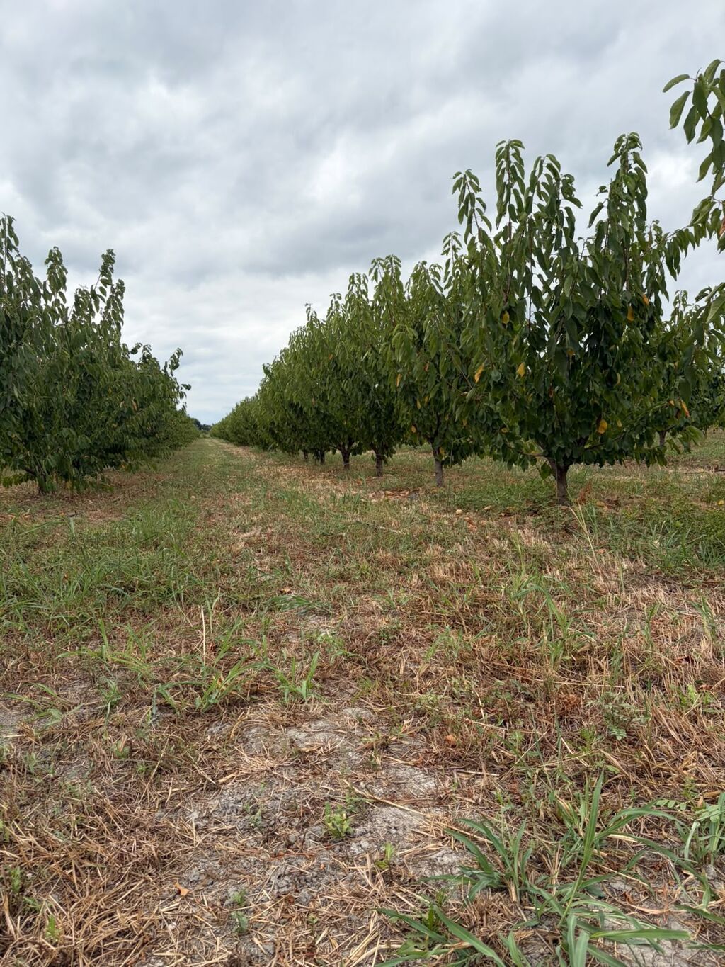 Kənd təsərrüfatı
