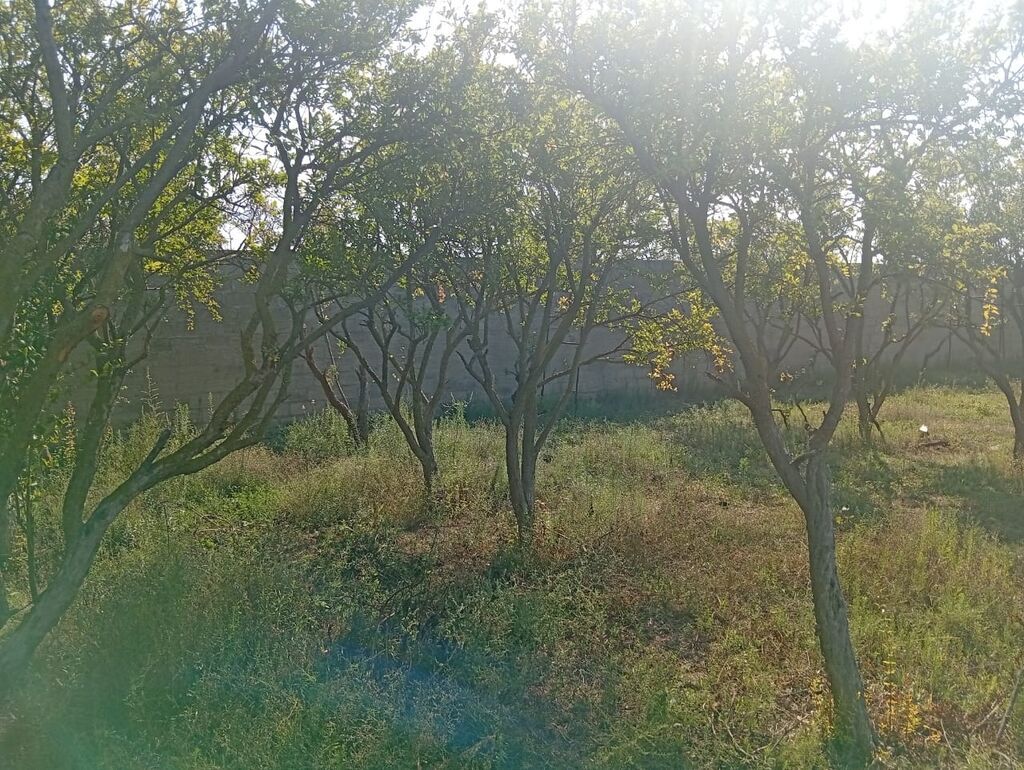 12 sot, Tikinti, Mülkiyyətçi, Kupça (Çıxarış)