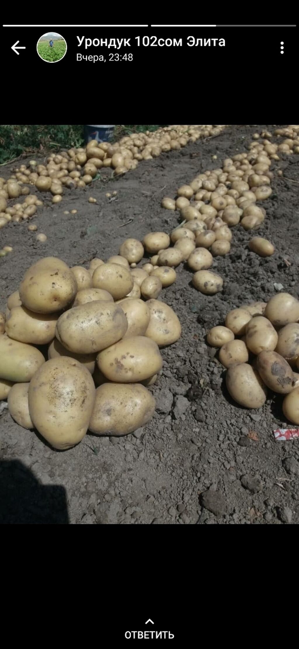 Картошка 5 рублей. Супер картошка. 6 + Картошка Калибр. Супер картошка Таджикистан. Картофель семенной в сетках фото.