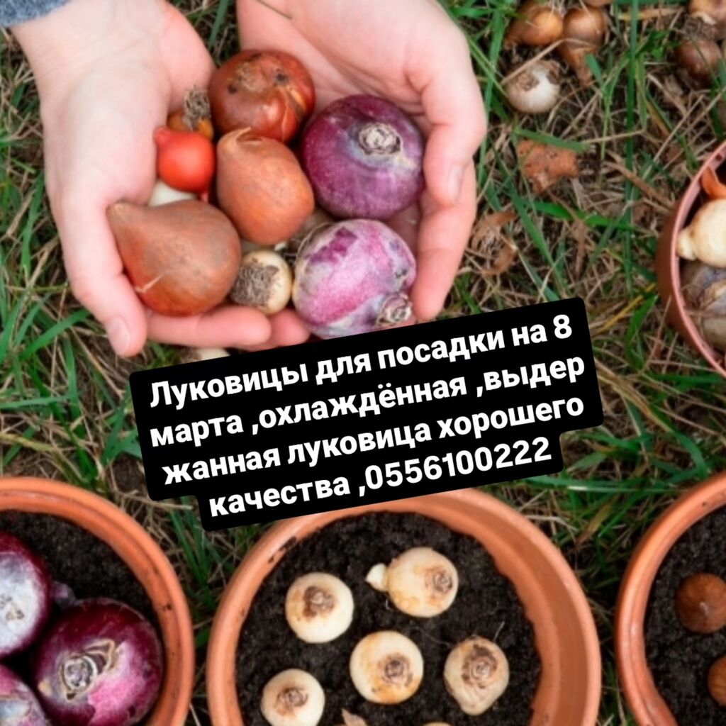 Цветы: Платная доставка — 1