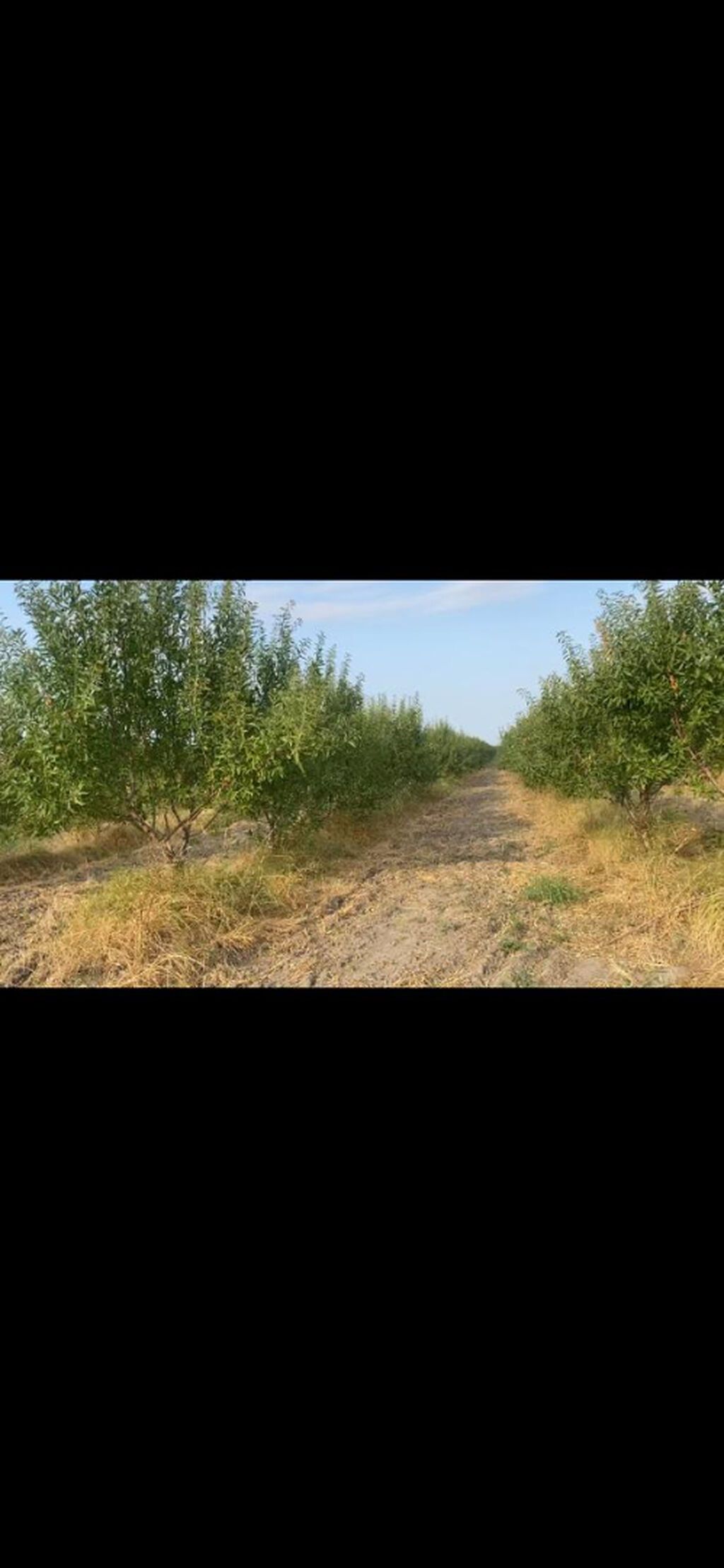 412 sot, Kənd təsərrüfatı, Mülkiyyətçi, Kupça (Çıxarış)