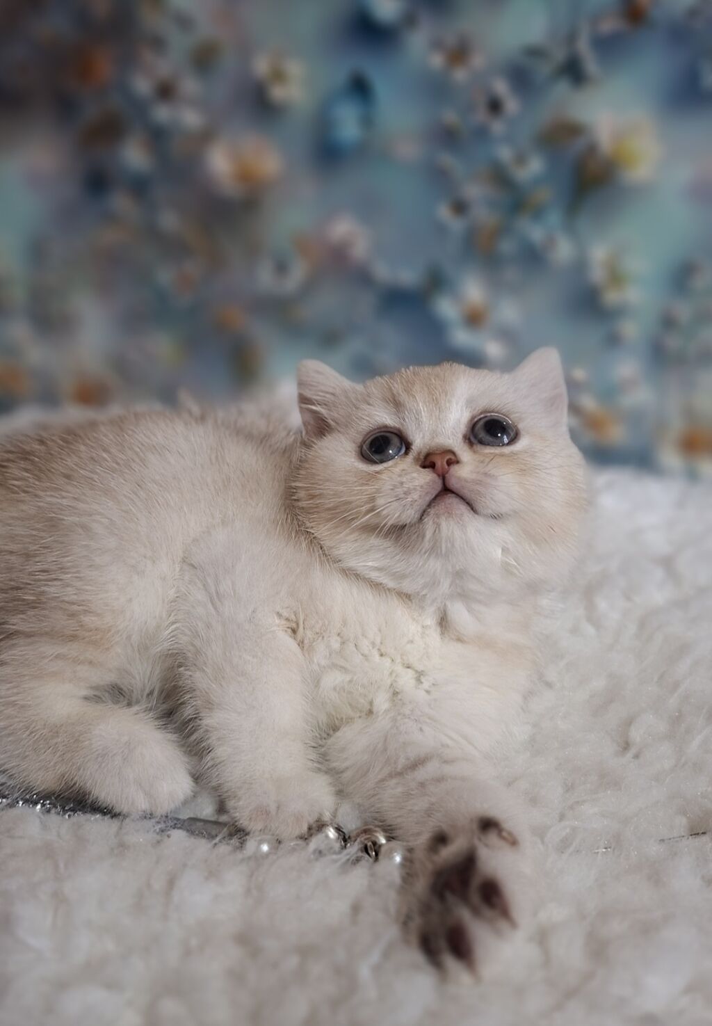 Скотиш Страйт (Шотландская прямоухая), 3 месяца, Девочка, Серебристая шиншилла, Приучена к лотку, Проглистована: фото 3