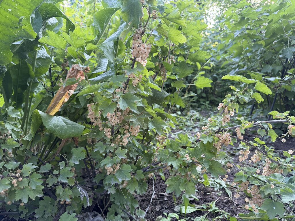 Продаю дачу ст строитель в кашка суу есть дом кирпичный огорожена: фото 8