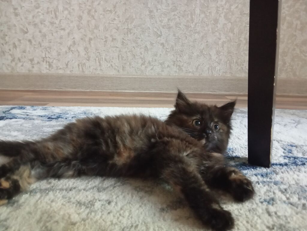 Котёнок-девочка, окраса «черепаха» (тёмный мрамор с рыжими — фото 2