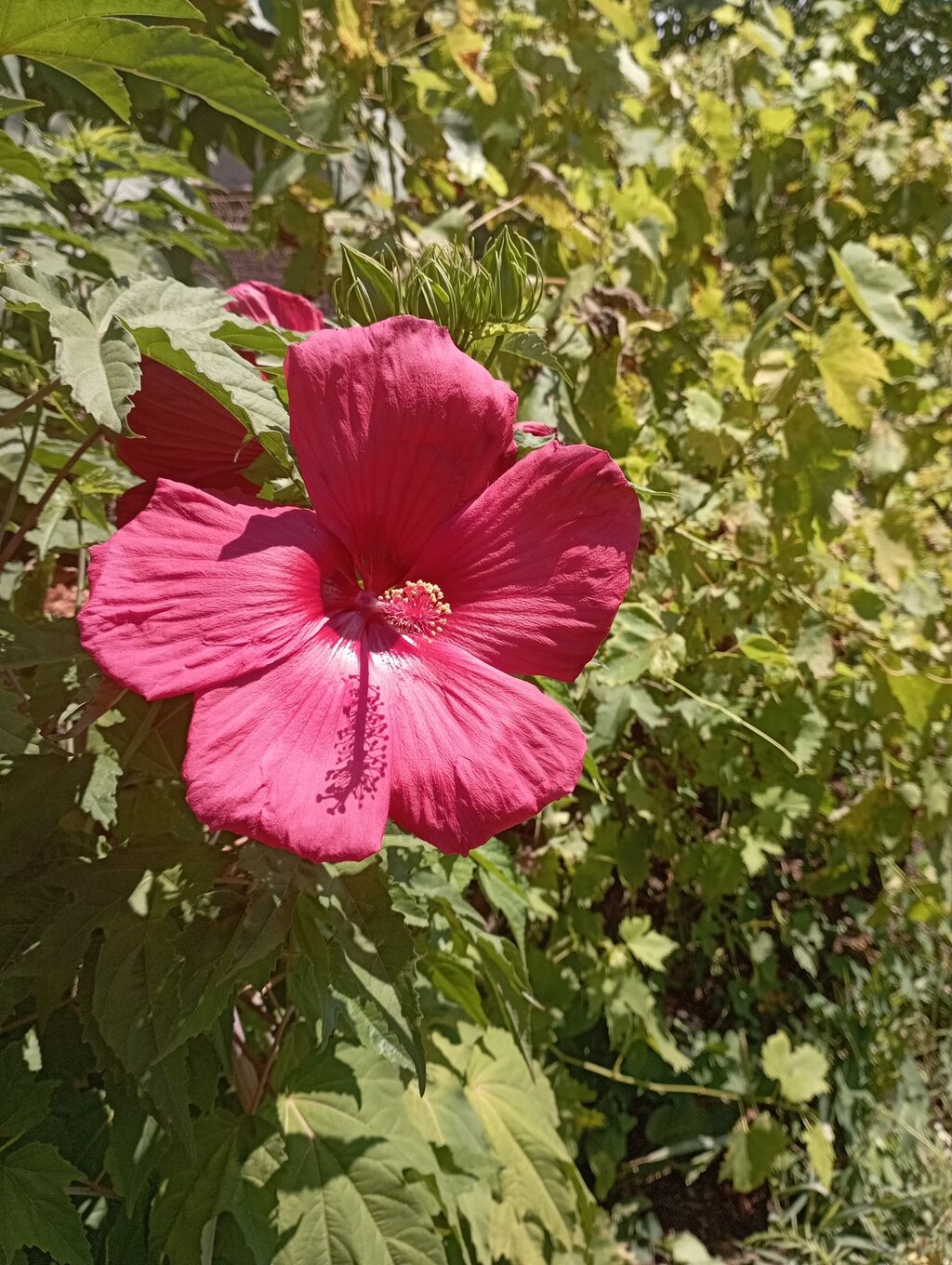 Semena i sadnice: Zimski hibiskus