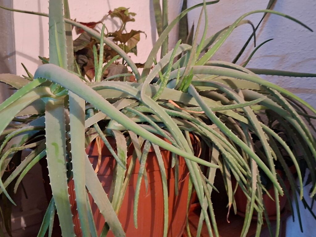 8000 сомАлоэ (вероятно, Aloe arborescens) в крупном пластиковом: фото 4