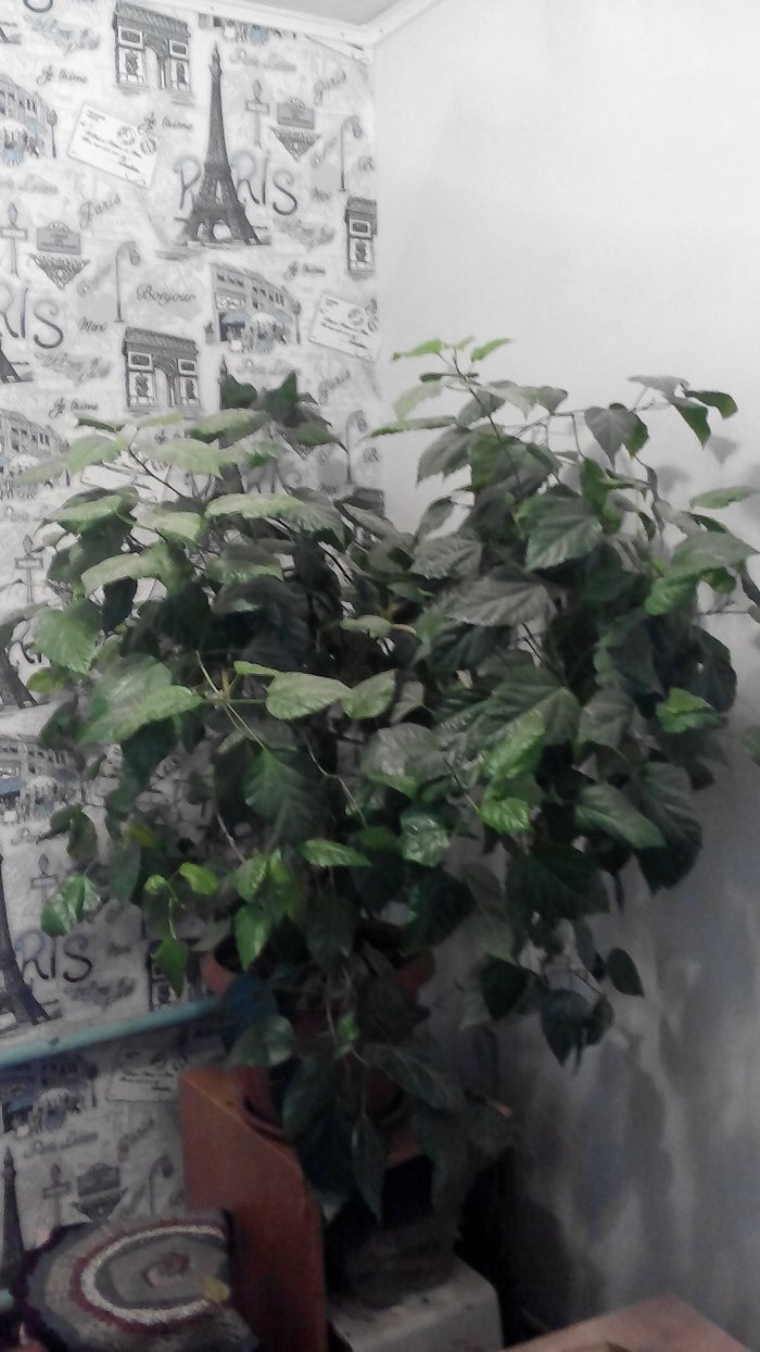 Розы: Продаются китайская роза. прошу 3000 сом будет уступка. на lalafo.kg Продаются китайская роза. прошу 3000 сом будет уступка. в Бишкек