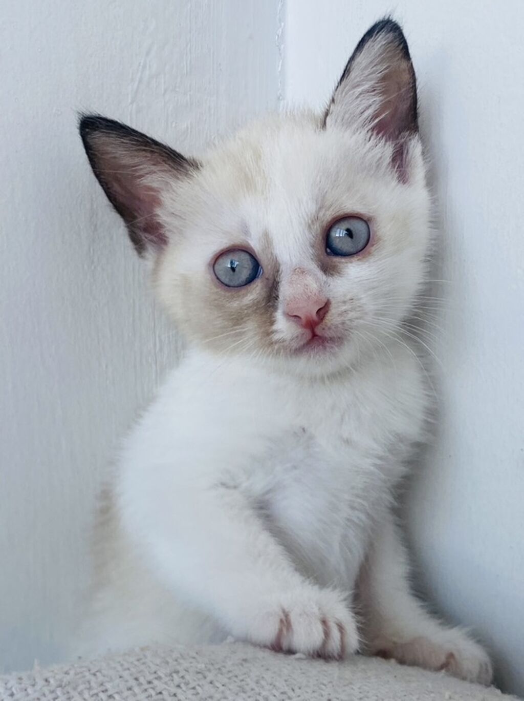 Котята Сноу-Шу, черно белые 1 месяц день рождения 13 июня кушают: фото 2