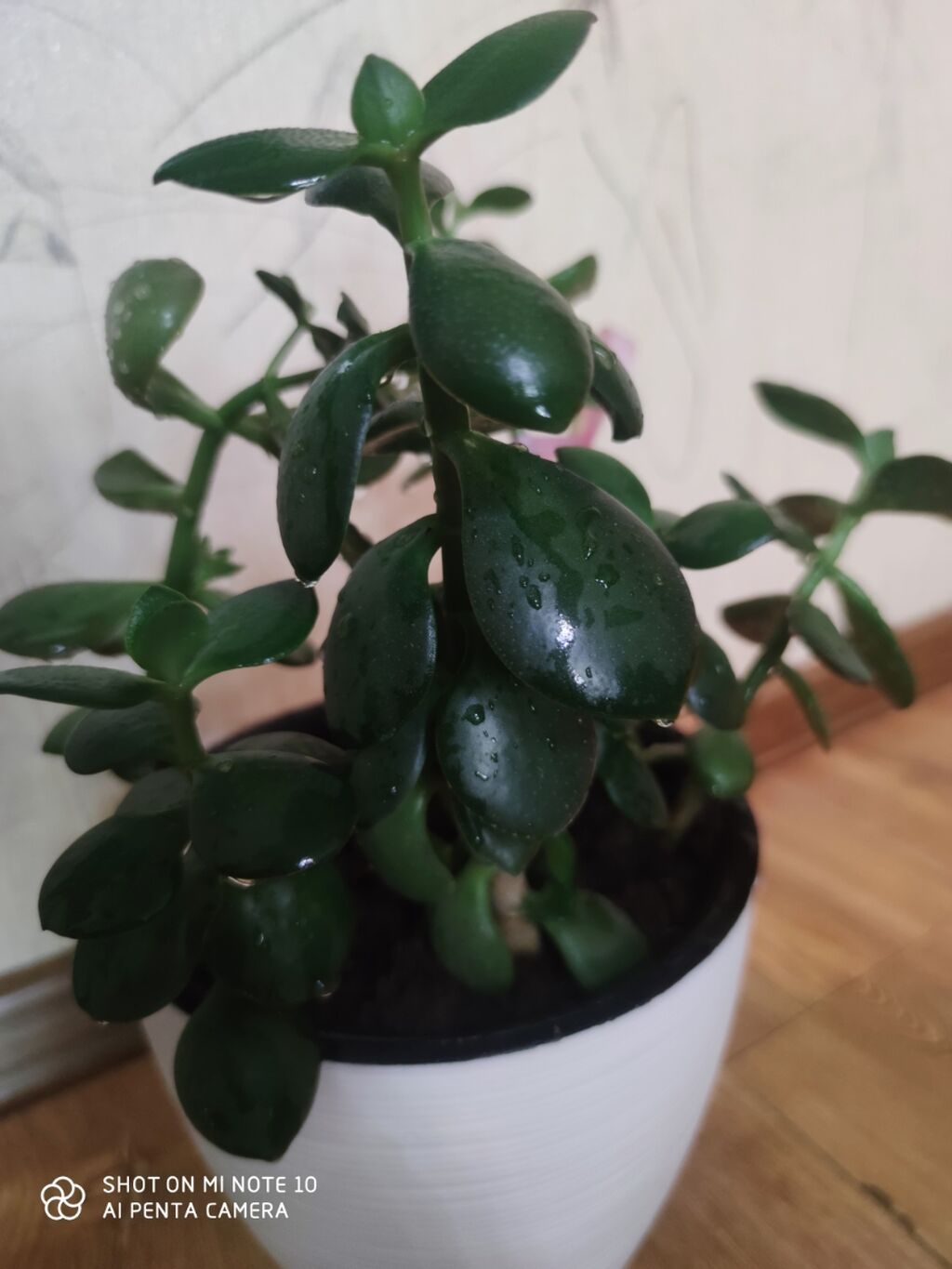 Толстянка (Crassula ovata, «денежное дерево») в декоративных горшках: фото 2