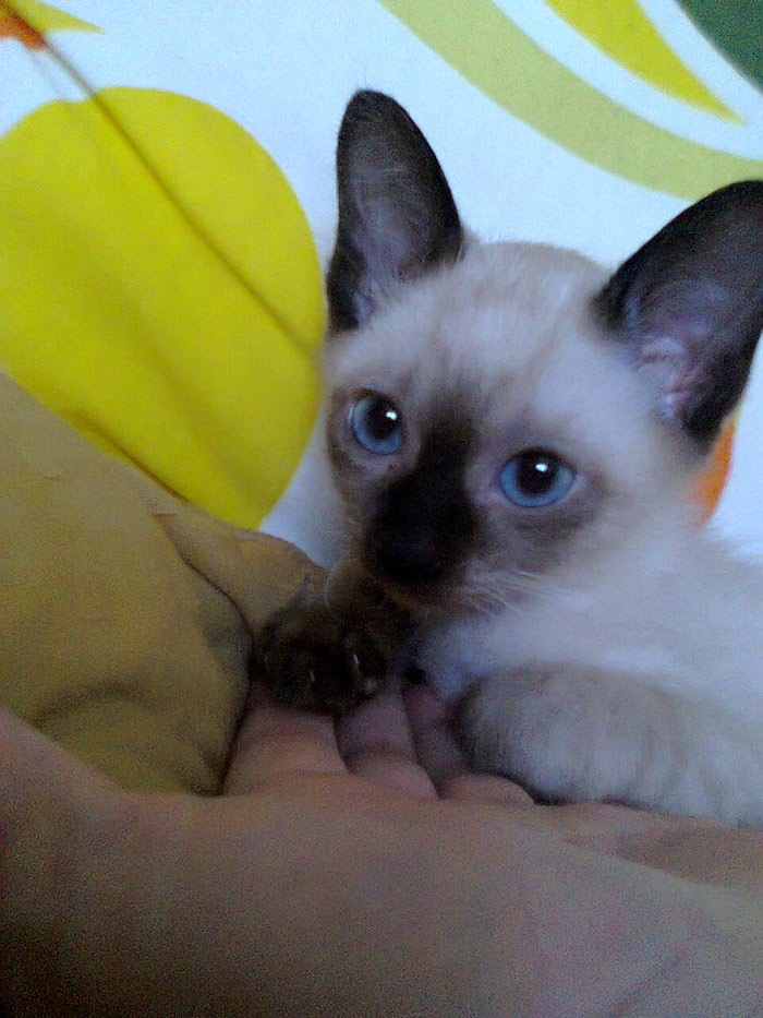 Коты: на lalafo.az в Баку