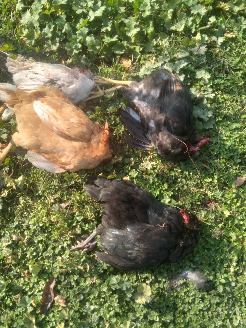 Xoruz, il: 1, Ödənişli çatdırılma