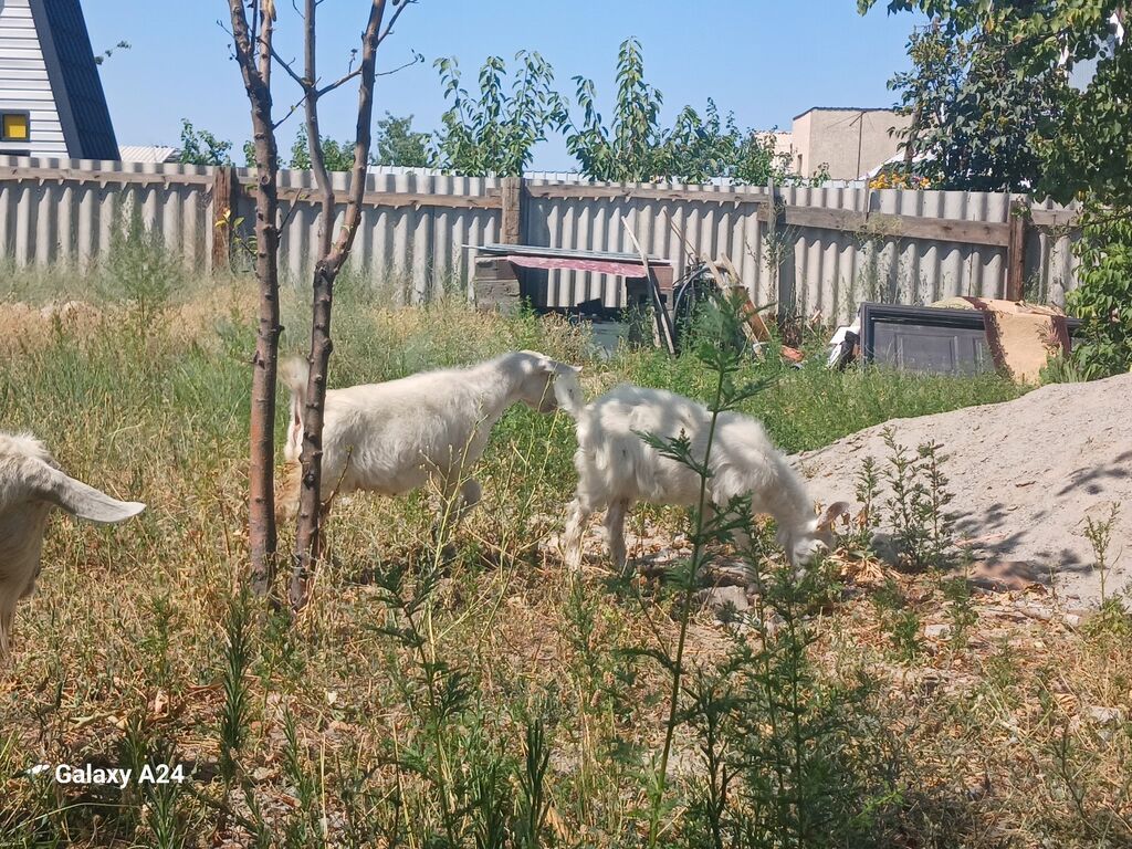 Продаю | Коза (самка) | Полукровка | Для молока: фото 4