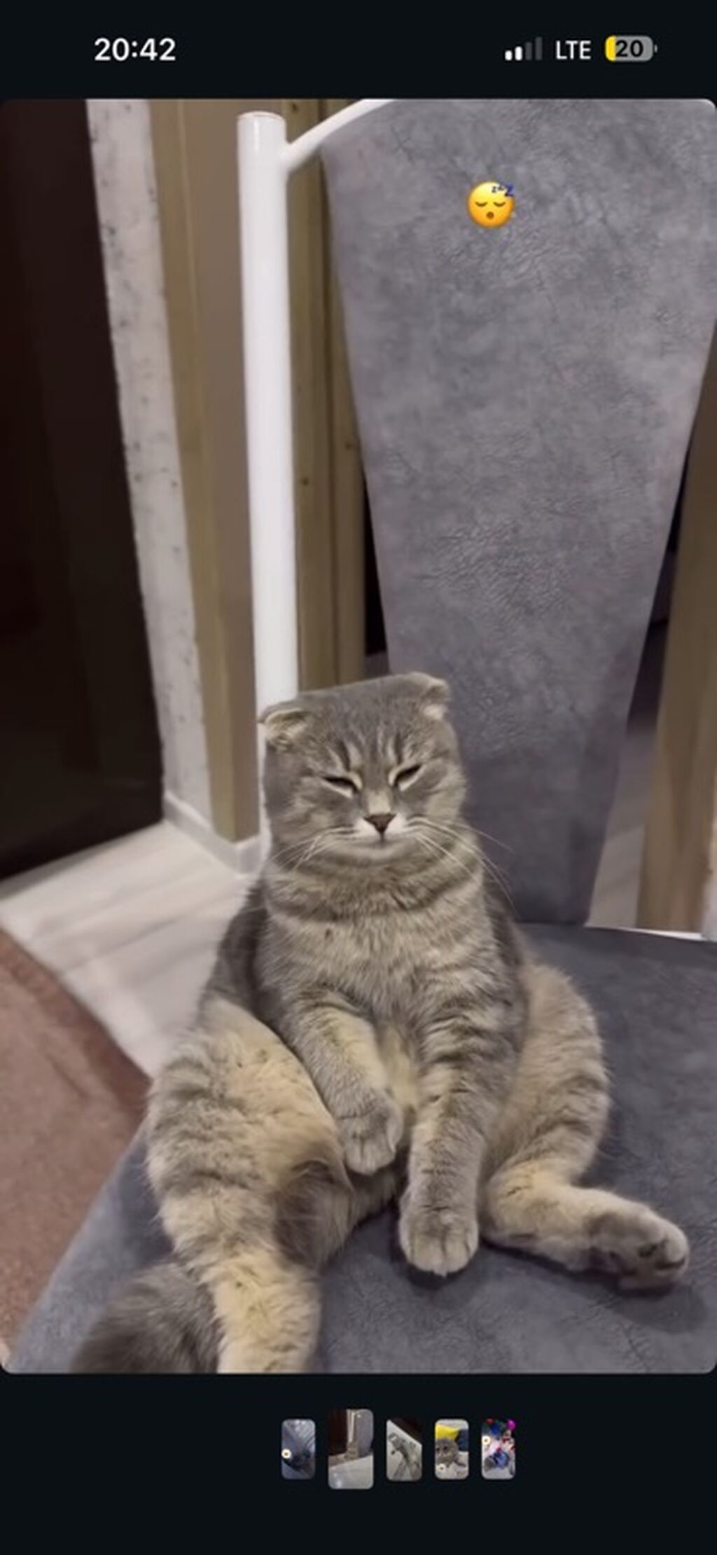 Шотландская вислоухая кошка (Scottish Fold) - Порода: шотландская: фото 3