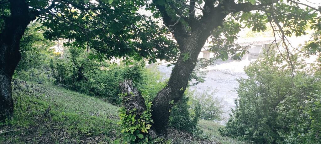 25 sot, Tikinti, Mülkiyyətçi, Kupça (Çıxarış)