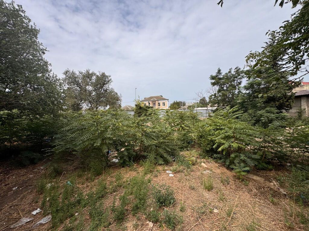 31 sot, Tikinti, Makler, Kupça (Çıxarış)