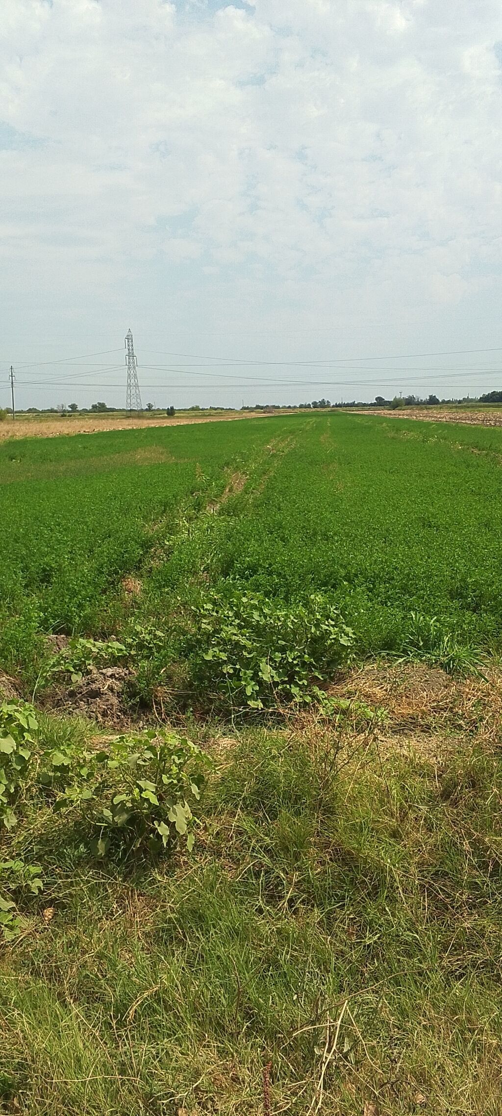 22000 sot, Kənd təsərrüfatı, Mülkiyyətçi, Kupça (Çıxarış)